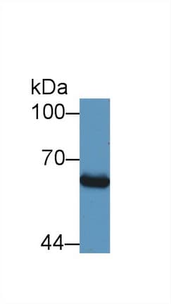 SMAD1 Antibody (aa270-465)