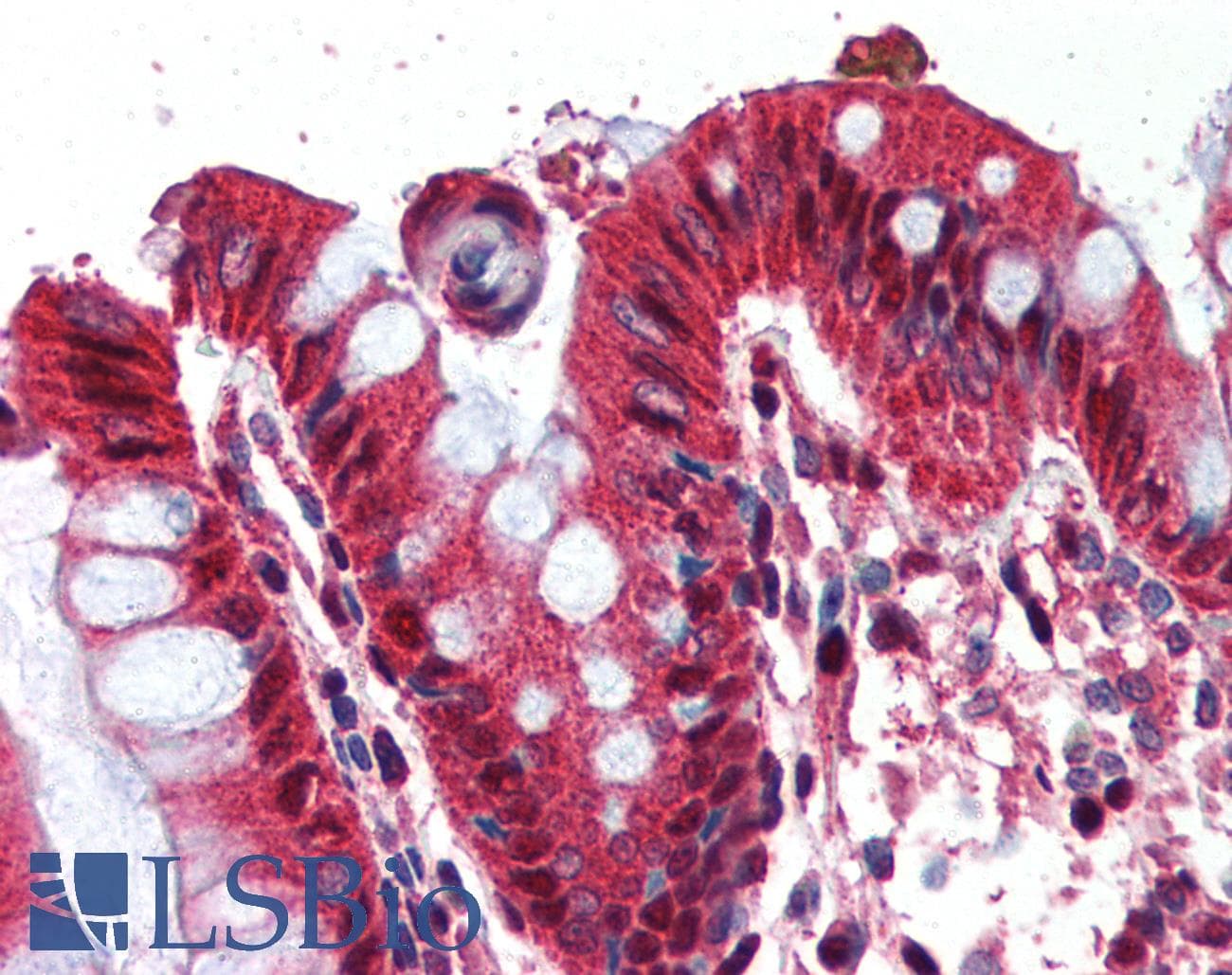 IHC-plus™ Polyclonal Goat anti-Human GHRL / Ghrelin Preproprotein Antibody (aa103-117, IHC)