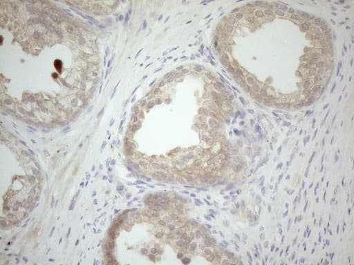 VIP Antibody (clone OTI1C3, Carrier-free)