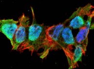 Monoclonal Mouse anti-Mouse Mitofusin 2 / MFN2 Antibody (clone S153-5, IF, WB)