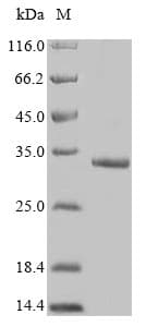 Human FAM167A Protein (Recombinant 10His, N-terminus + Myc, C-terminus)