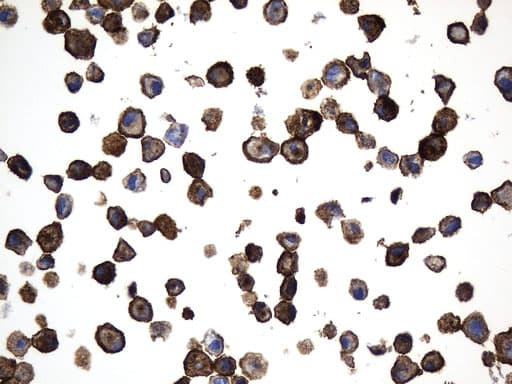 Monoclonal Mouse anti-Human MME / CD10 Antibody (clone UMAB236, Carrier-free, aa411-750, IHC, WB)