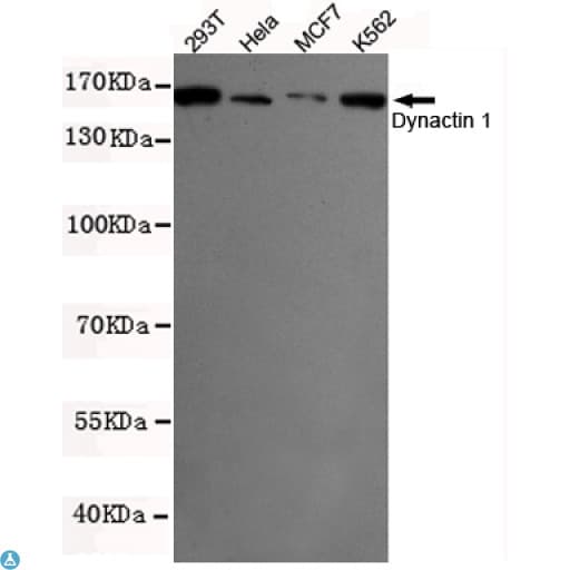 Monoclonal Mouse anti-Human DCTN1 / Dynactin 1 Antibody (WB)