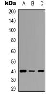 INHA / Inhibin Alpha Antibody (Internal)