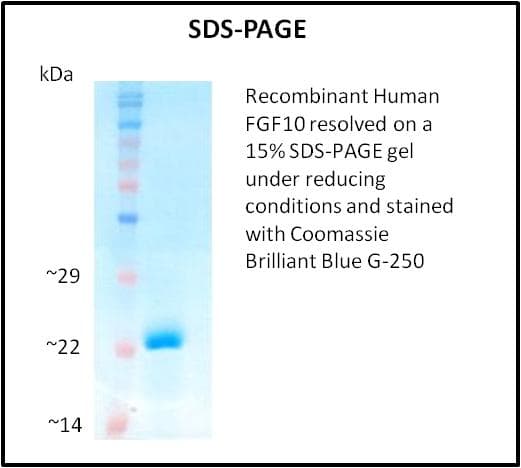 Human FGF10 Protein (Recombinant)
