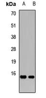 PTP4A3 Antibody