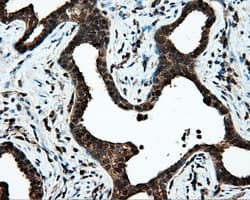 KIAA0153 / TTLL12 Antibody (clone OTI5H3)