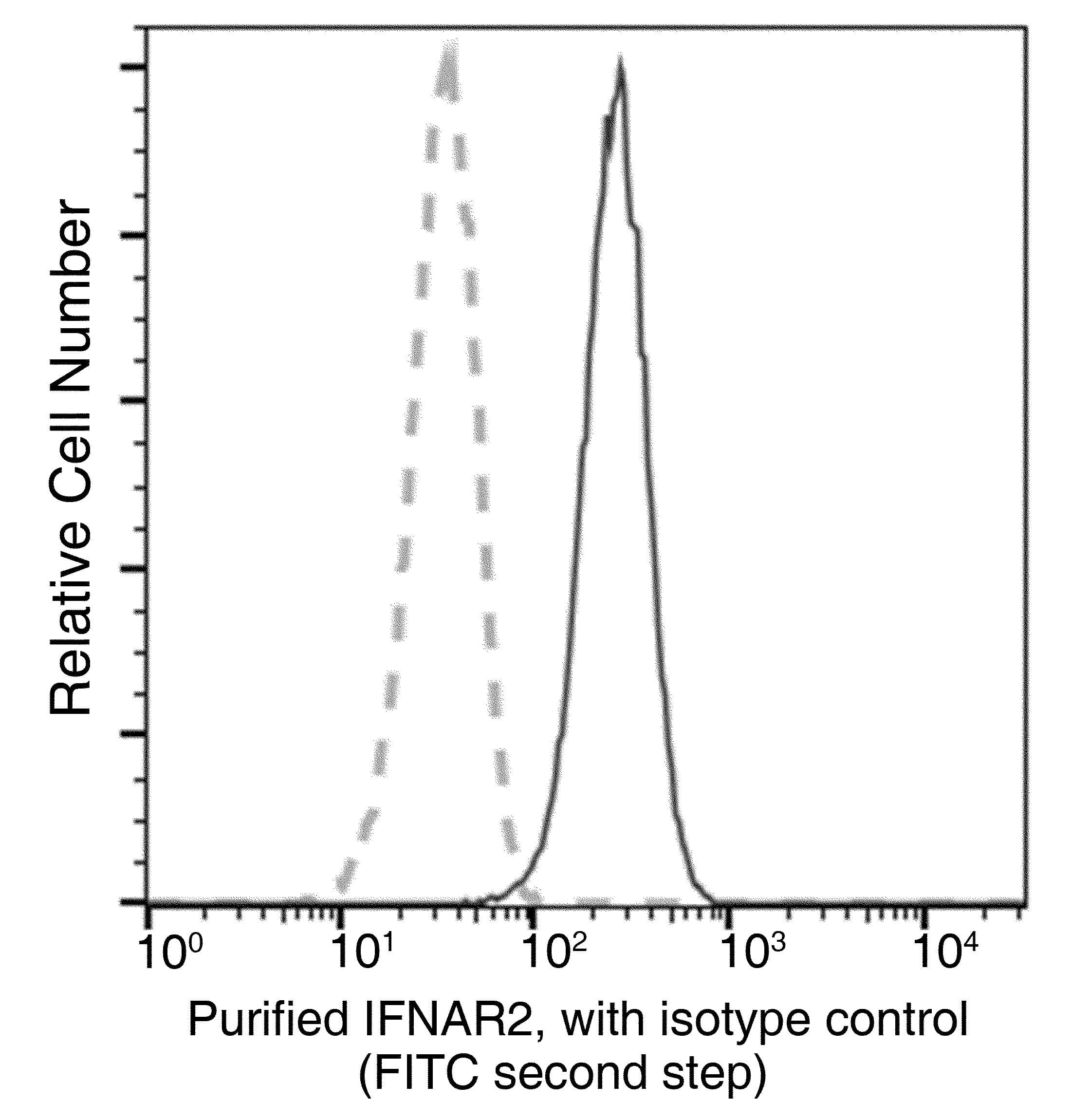 Monoclonal Rabbit anti-Human IFNAR2 Antibody (clone 122, Preservative Free)