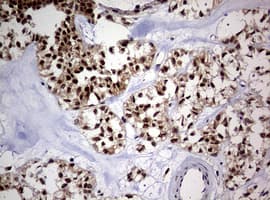 USP44 Antibody (aa420-712, clone OTI1D1)