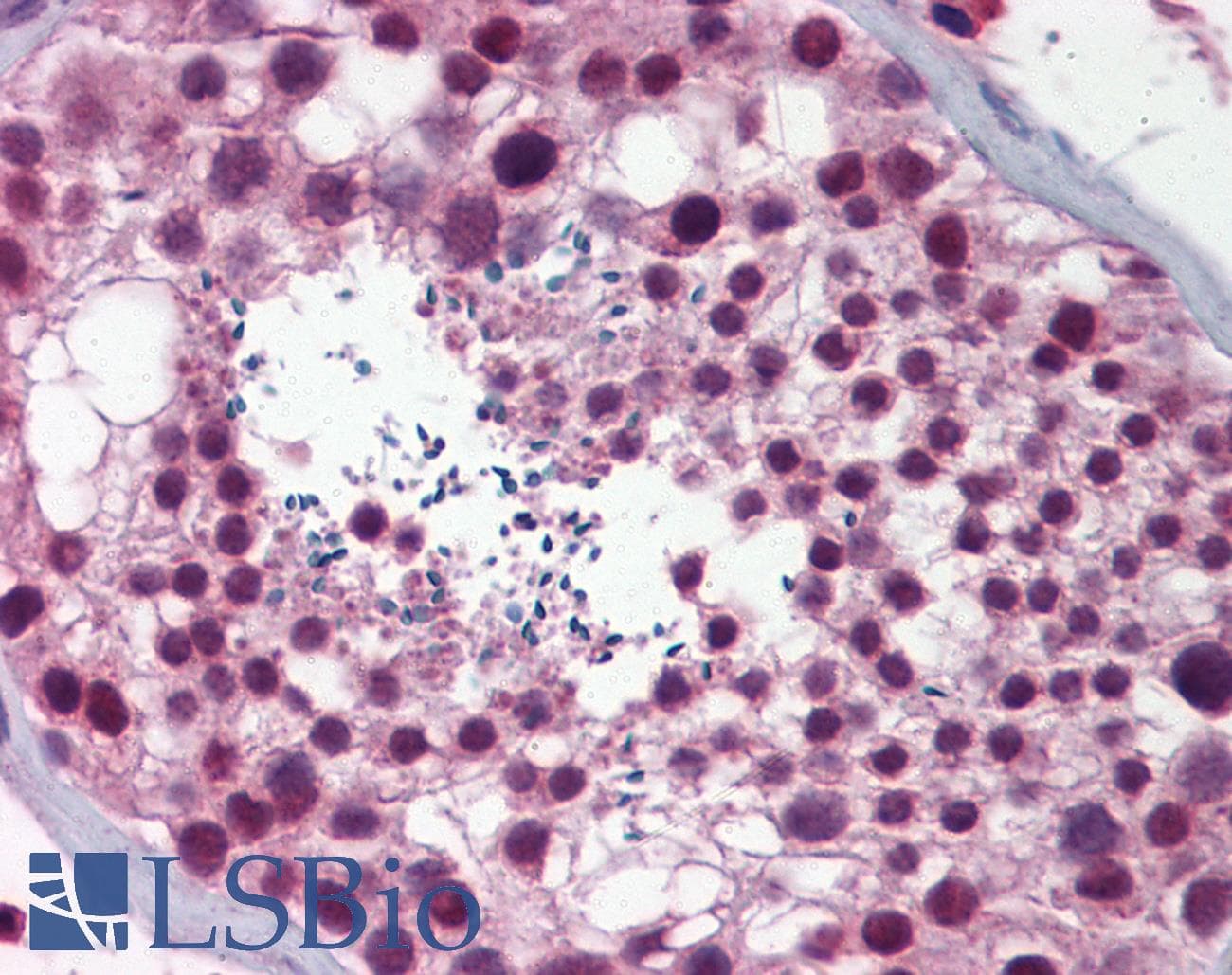 NASP Antibody (aa287-336)