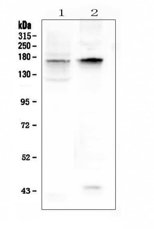 Kv10.1 / KCNH1 Antibody