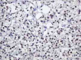 ZSCAN18 / ZNF447 Antibody (clone OTI4D1)