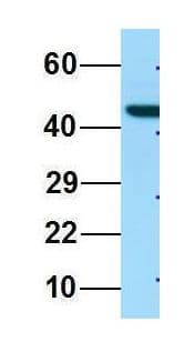 LILRA4 / ILT7 Antibody (aa420-469)