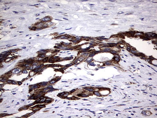 DDOST / OST48 Antibody (aa131-378, clone OTI2H1, Carrier-free)