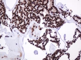 PCNA Antibody (clone OTI3D6)