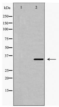 FOSL2 / FRA-2 Antibody