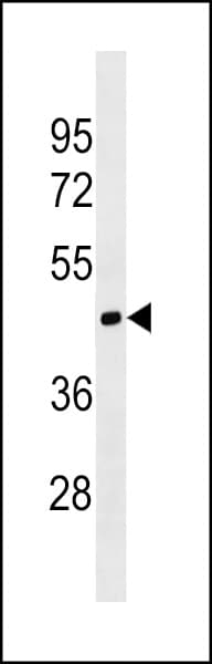 MOCS1 Antibody (aa31-58)