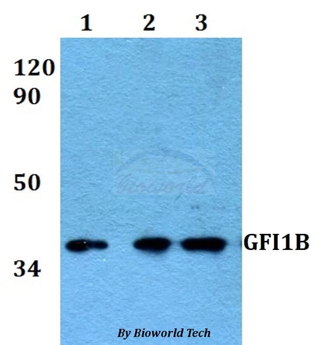 Polyclonal Rabbit anti-Human GFI1B Antibody (WB)