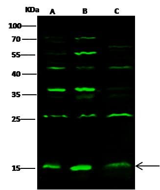 GMFG Antibody (Preservative Free)