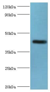 NPR2L / TUSC4 Antibody (aa1-220)