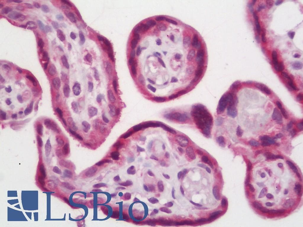 IHC-plus™ IDS / Iduronate 2 Sulfatase Antibody (clone 3B4)