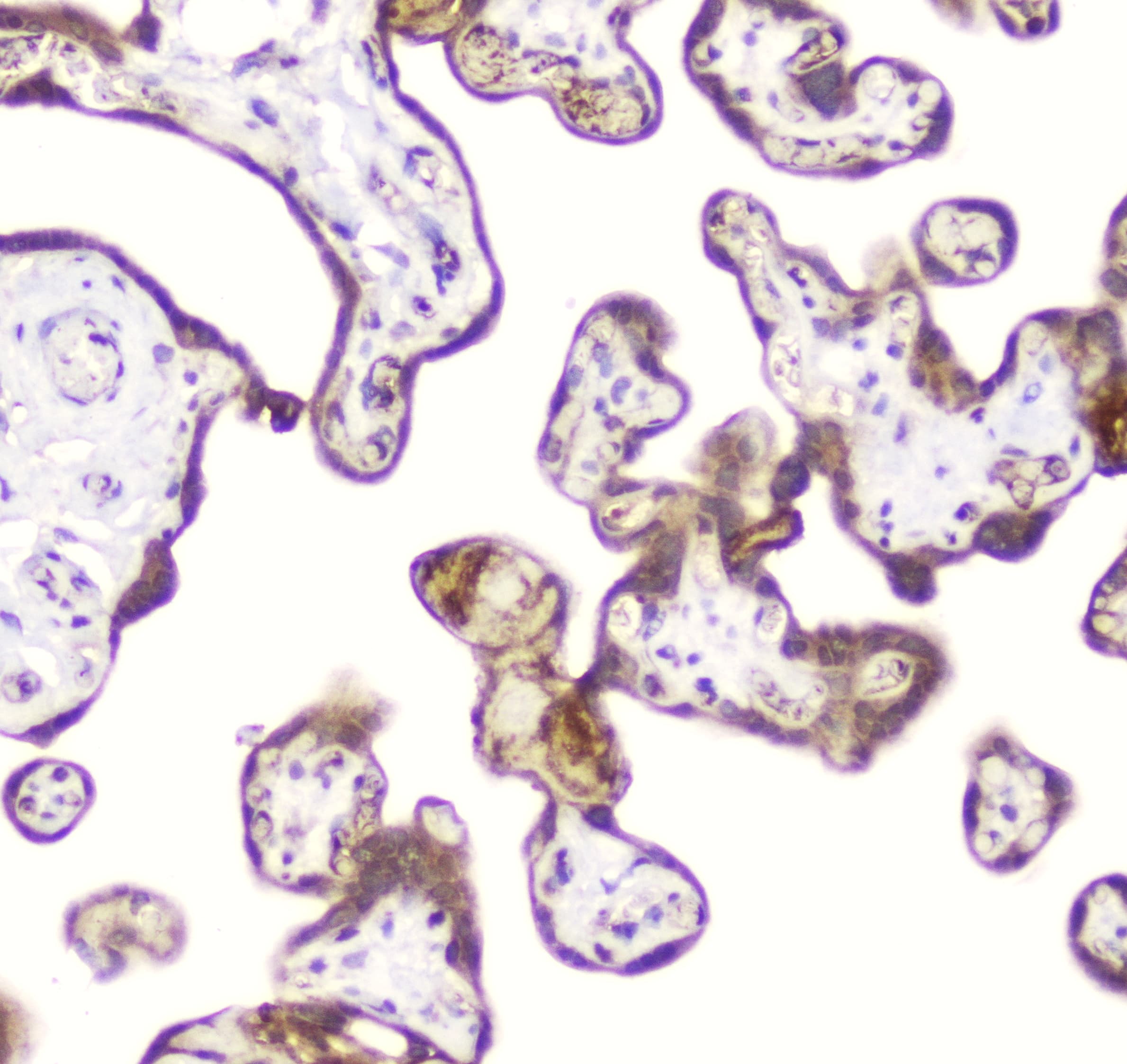 DDT / Dopamine Tautomerase Antibody