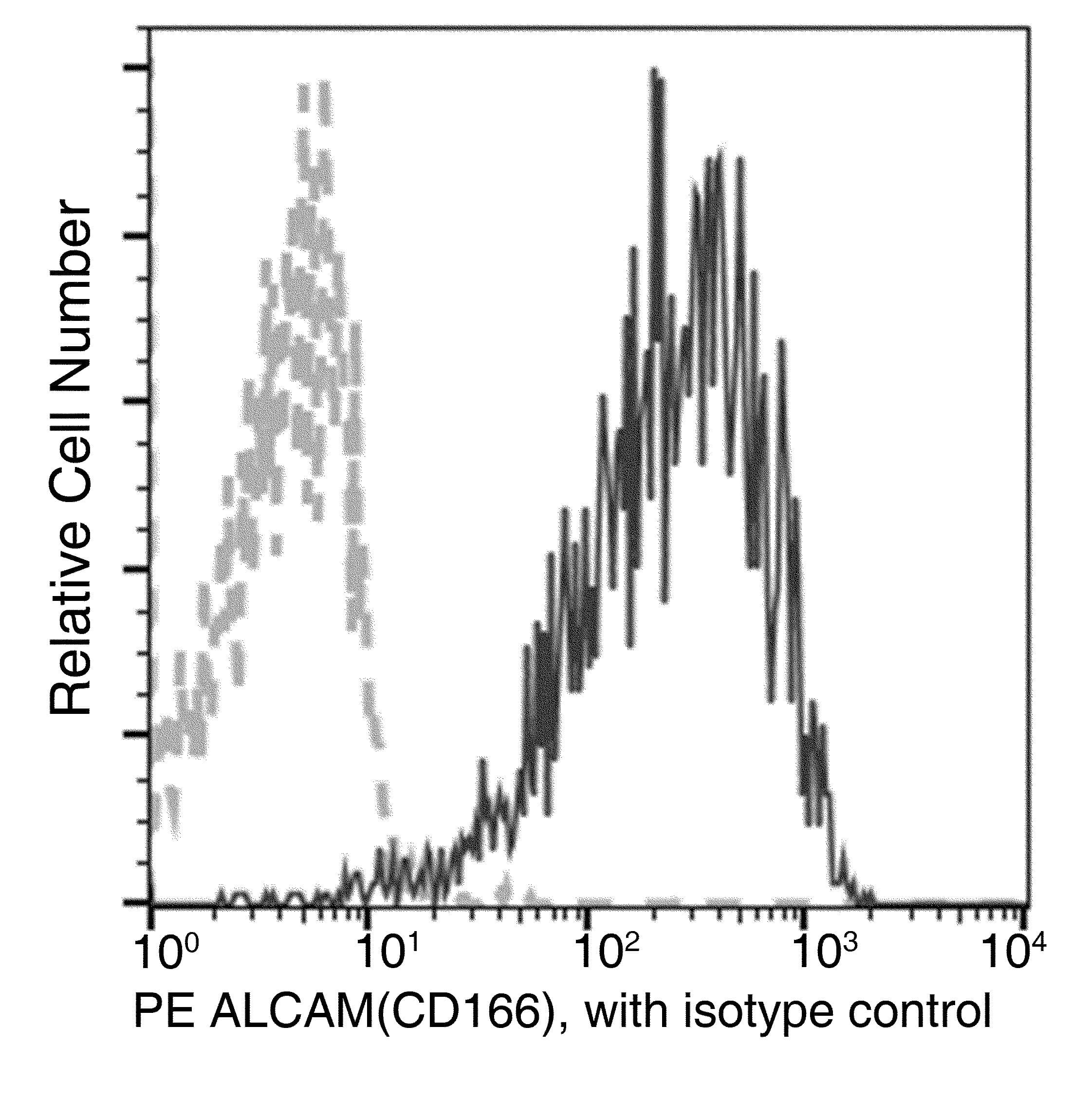 Monoclonal Rabbit anti-Crab-eating macaque ALCAM / CD166 Antibody (clone 018, PE)