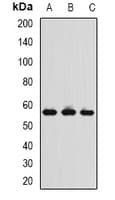 CCT4 / SRB Antibody