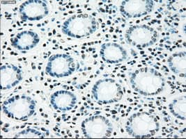 NRBP1 / NRBP Antibody (clone OTI5C3)