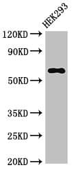 TRAF3 Antibody
