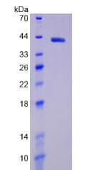 Human HIF1A / HIF1 Alpha Protein (Recombinant His-T7)