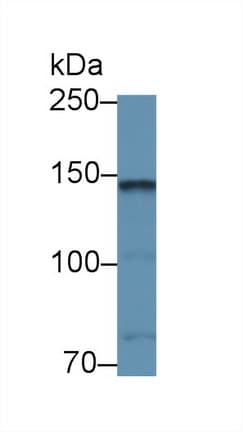 CNTN2 / TAX Antibody (aa802-1008)