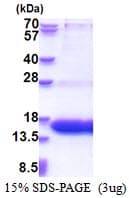 Human WWC1 / KIBRA Protein (Recombinant His)