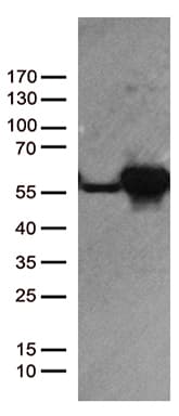 DDX39B / UAP56 Antibody (aa319-428, clone OTI2G7)