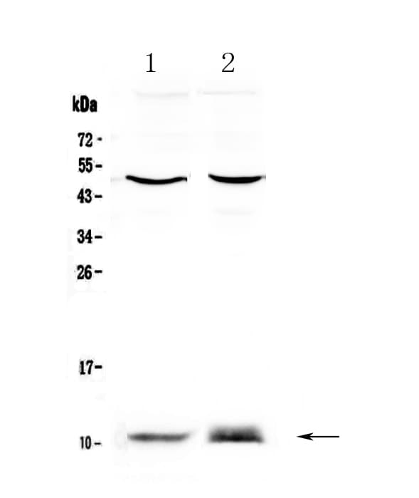 S100A10 Antibody