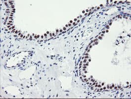 Monoclonal Mouse anti-Human SENP2 Antibody (clone OTI1H2, IHC, IF, WB)