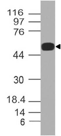 Polyclonal Rabbit anti-Human SPZ1 Antibody (WB)