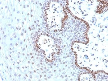 MYC / c-Myc Antibody (aa408-439, clone 9E10.3)