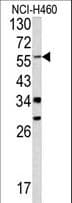 YAP / YAP1 Antibody (aa420-446)