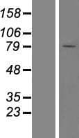 YME1L1 Protein (Over-Expression Lysate Myc-DDK (Flag))