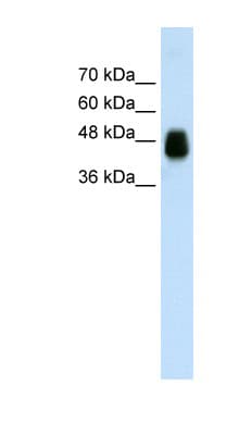HOMER1 / Homer 1 Antibody (aa101-150)