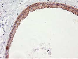 DGKA Antibody (clone OTI7B6)
