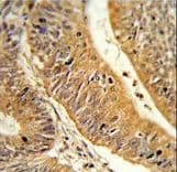 CXXC4 Antibody (aa158-185)