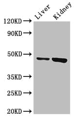 WDFY1 Antibody