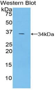 TRAF5 Antibody (aa181-437)