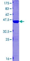 Human MAP1LC3C / LC3C Protein (Recombinant GST)