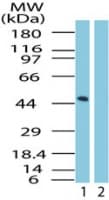 GPR83 Antibody (aa200-250)
