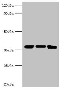 Polyclonal Rabbit anti-Human MDH / MDH2 Antibody (aa59-338, WB)