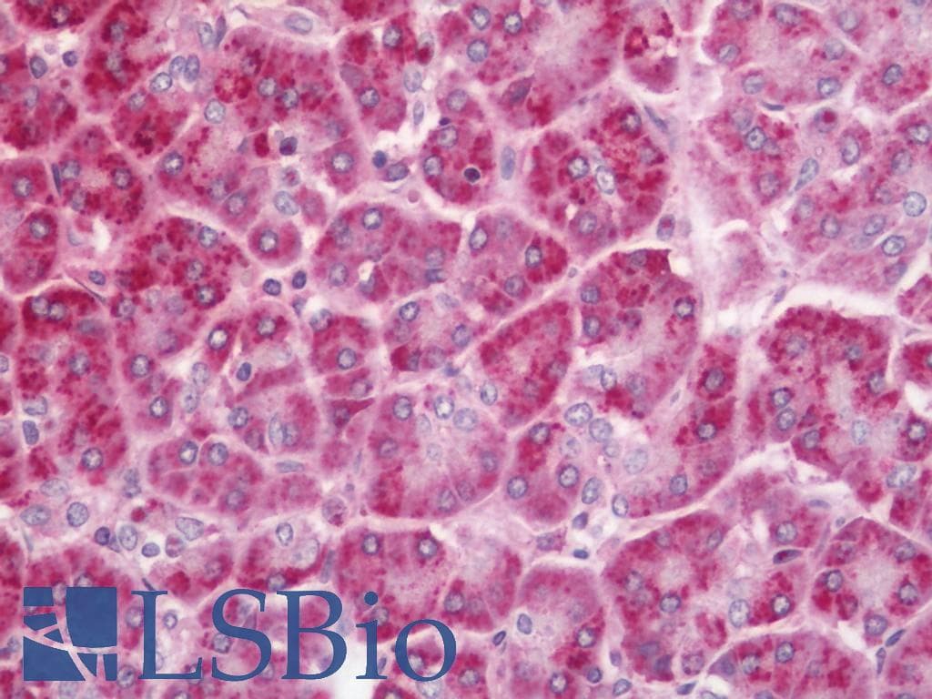 IHC-plus™ MRFAP1L1 Antibody