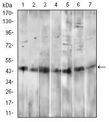 CD14 Antibody (aa20-214, clone 4B4F12)